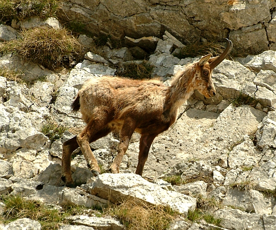 Camoscio d''Abruzzo Rupicapra pyrenaica ornata